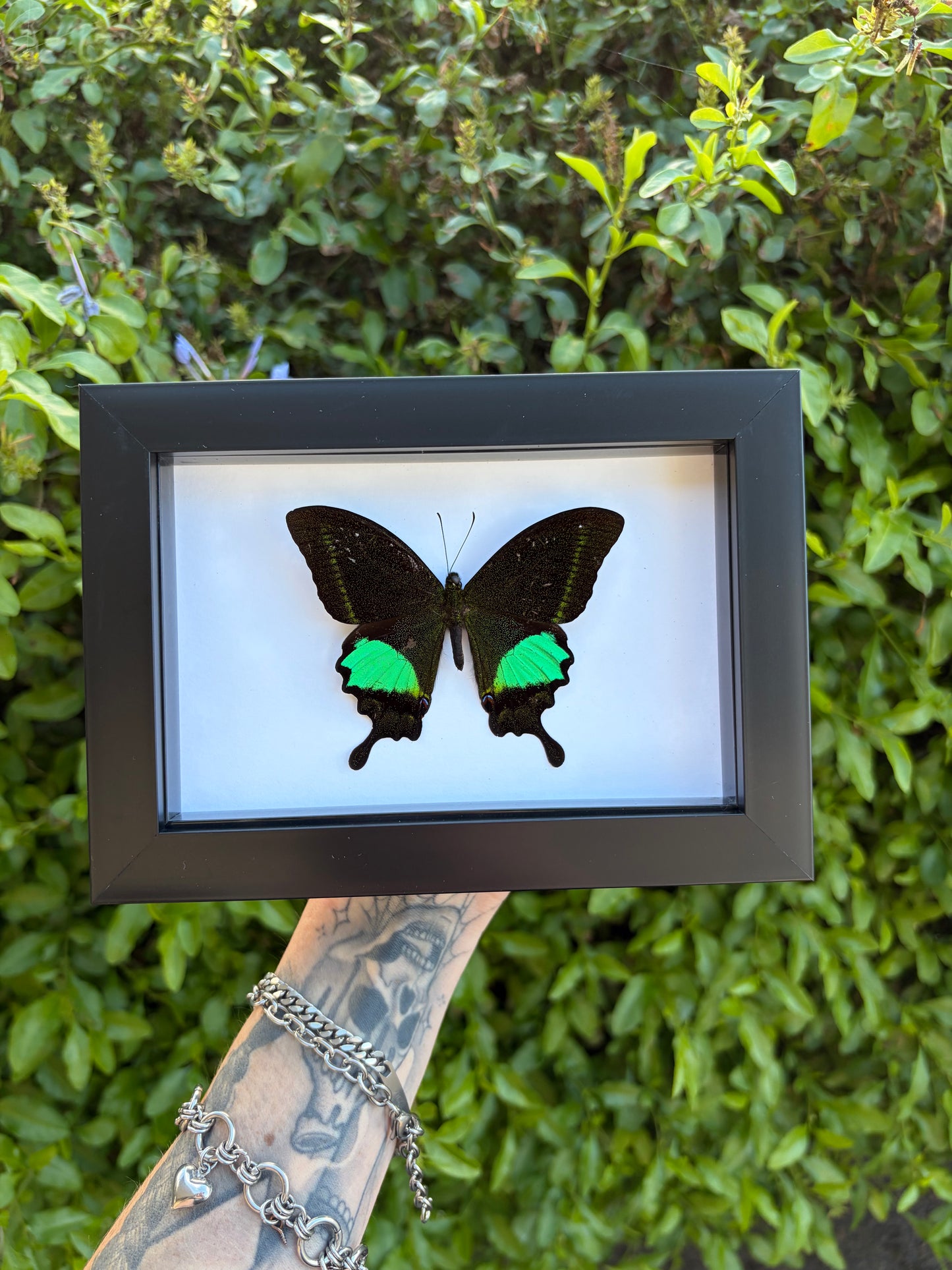 Papilio Paris Detanii