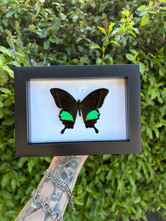 Papilio Paris Detanii