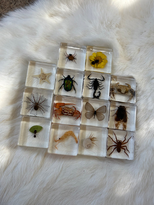 Resin Bugs