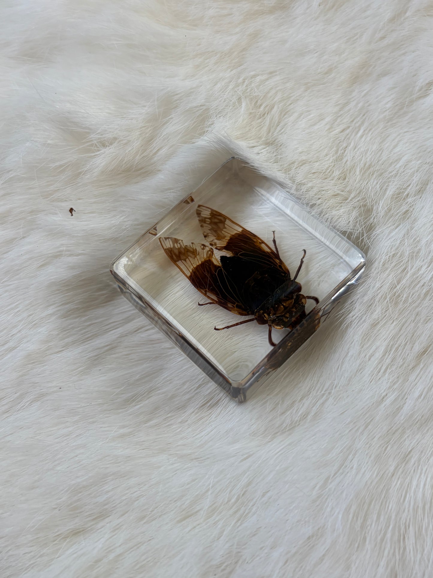 Resin Bugs