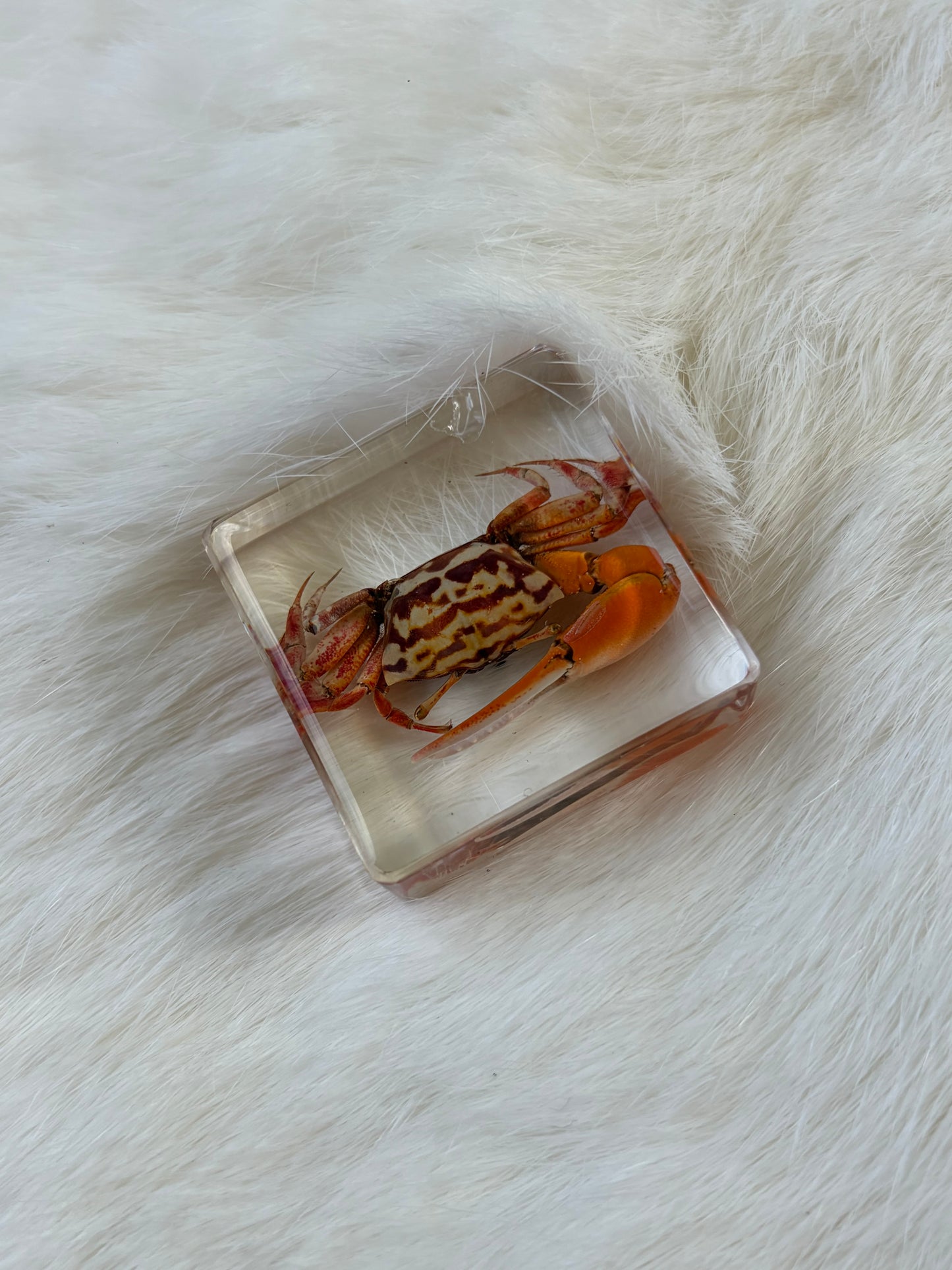 Resin Bugs