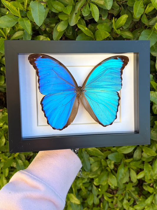 Morpho Didius