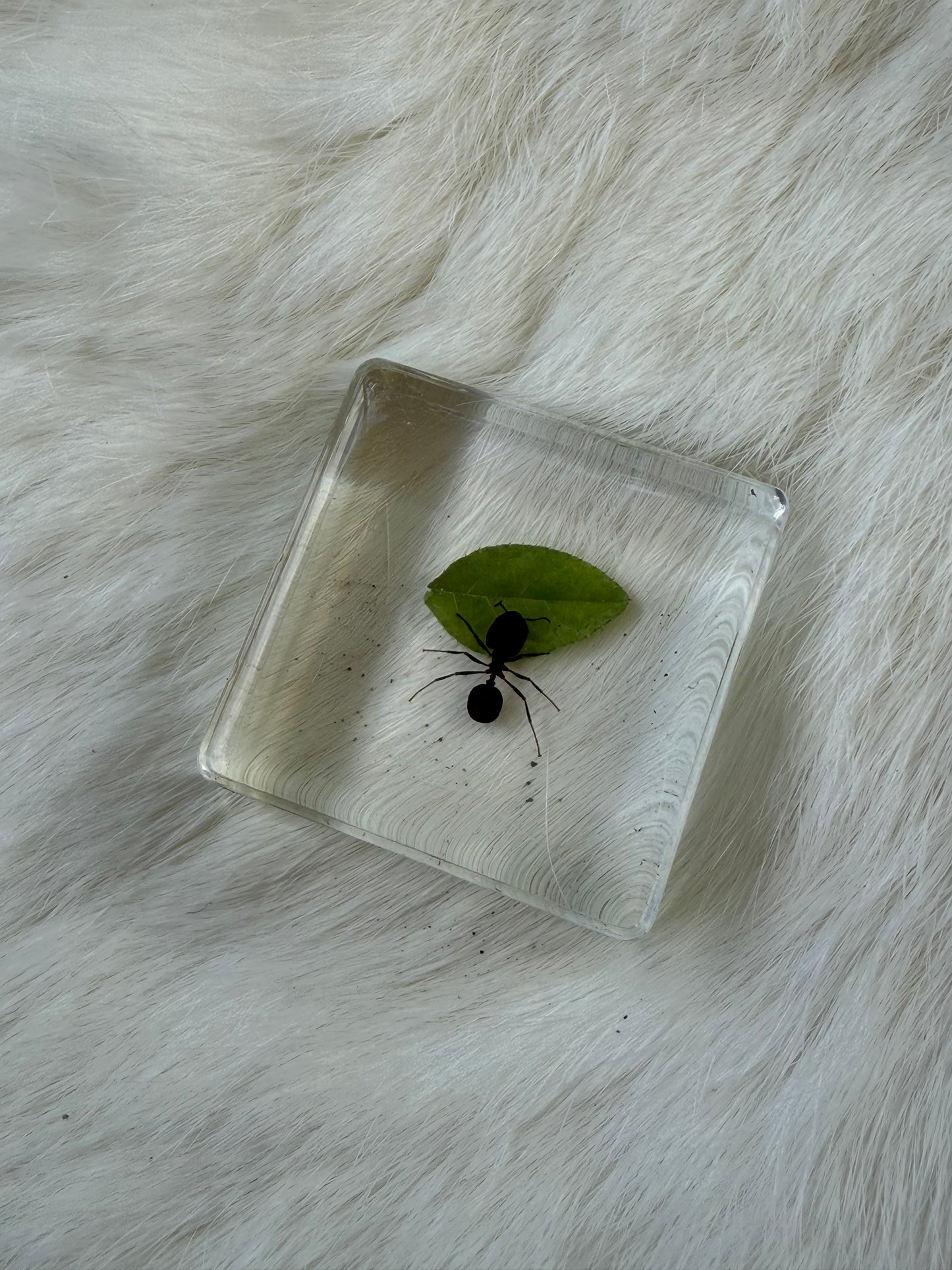Resin Bugs