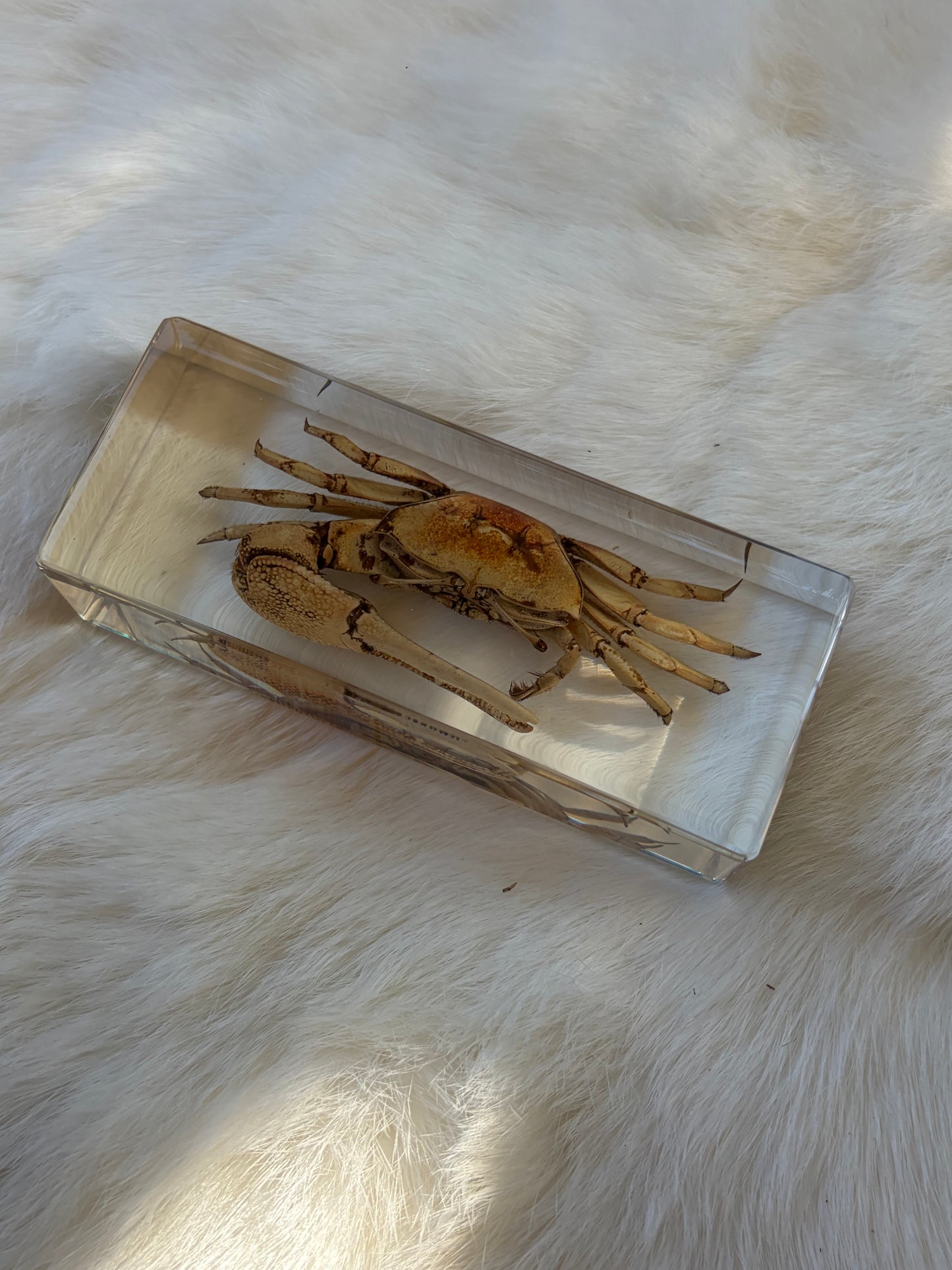 Resin Bugs