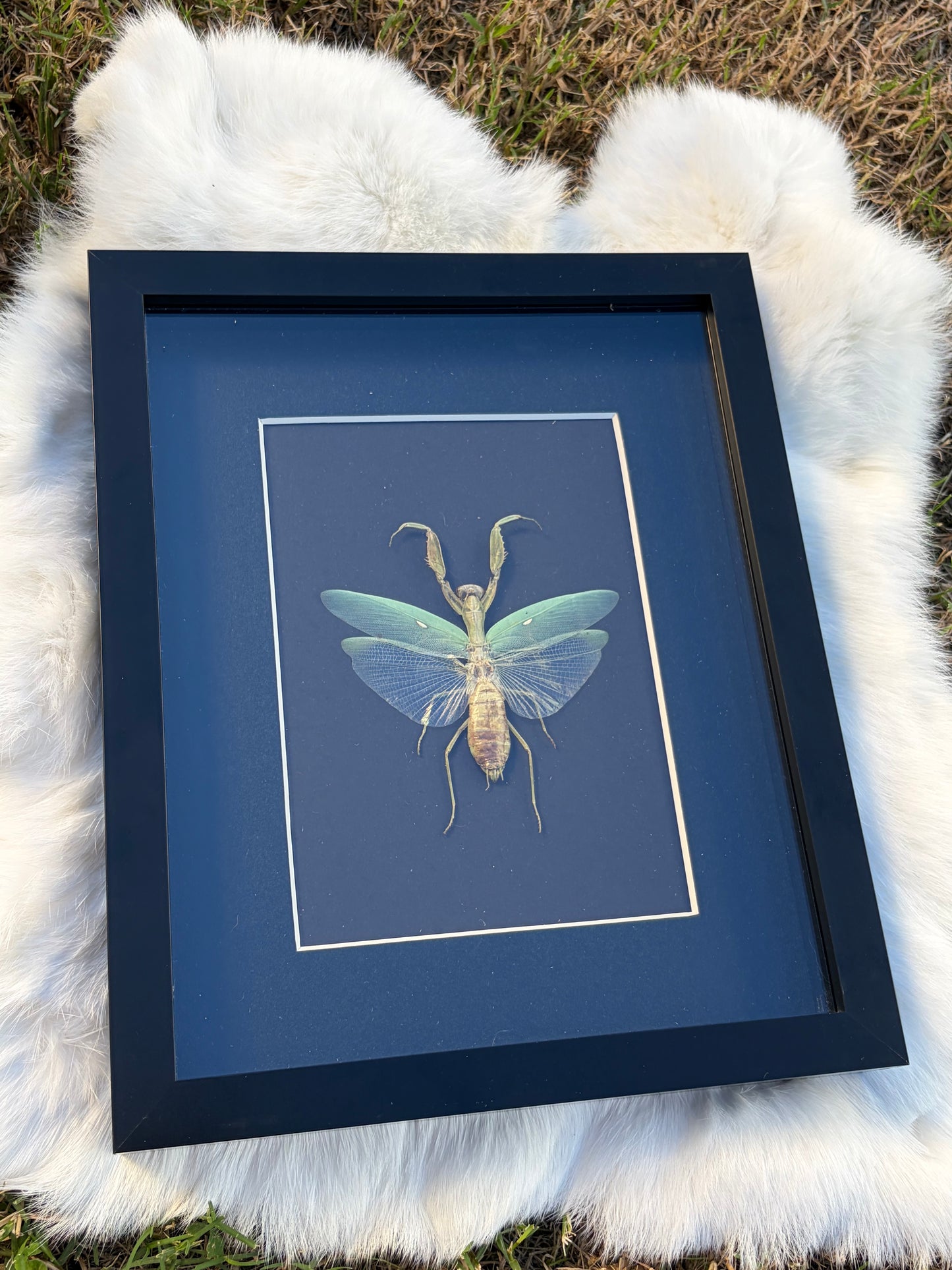 Praying Mantis (Hierodula Patellifera)