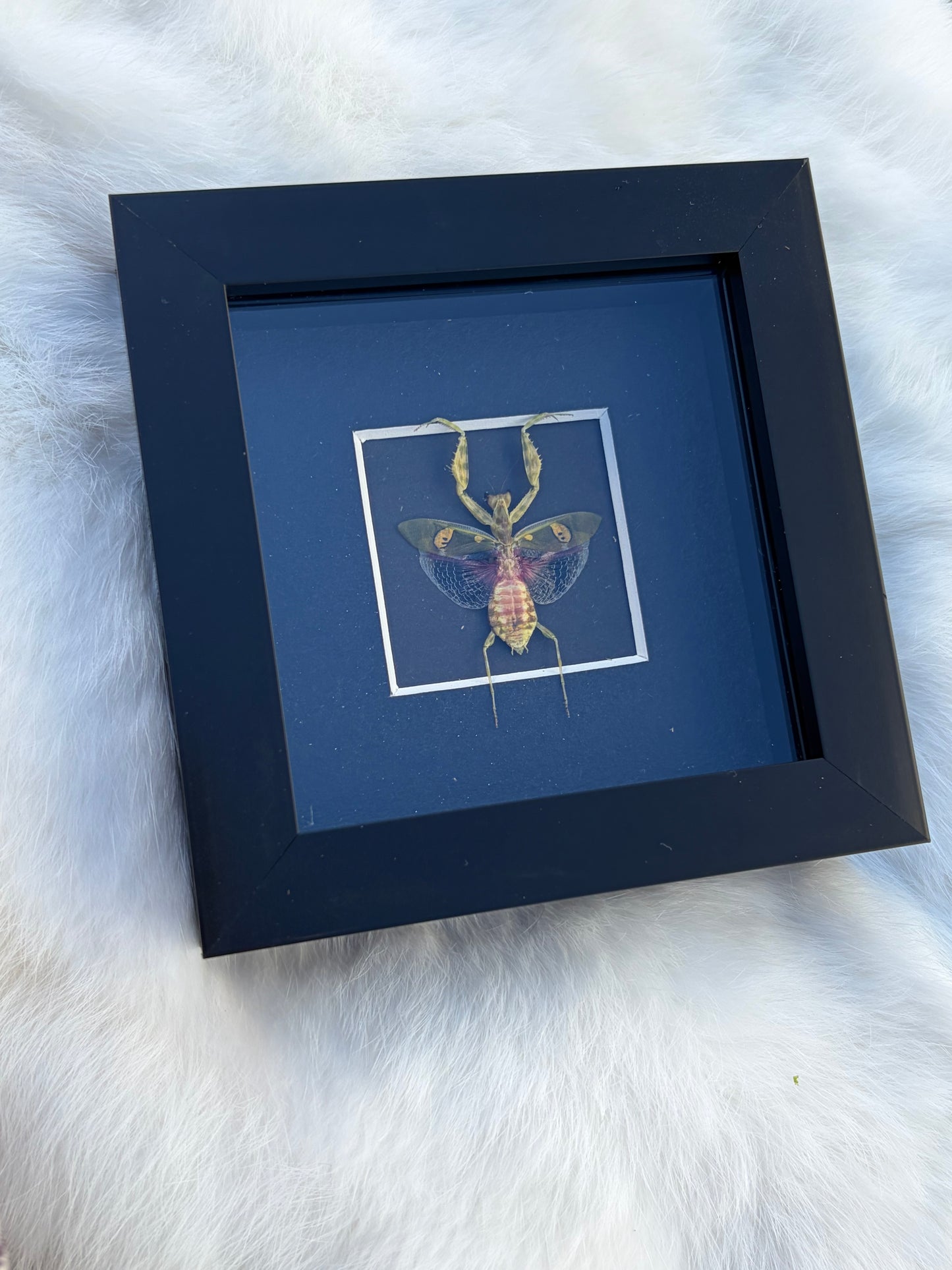 Crebroter Gemmatus