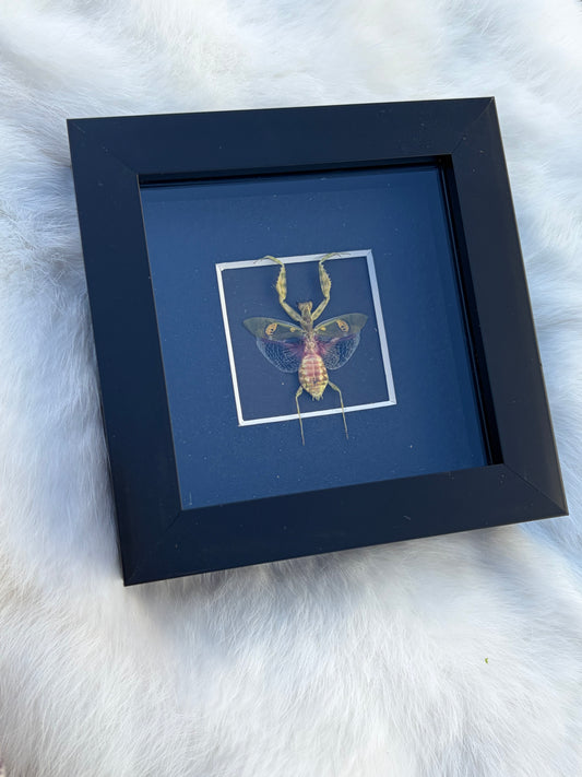 Crebroter Gemmatus