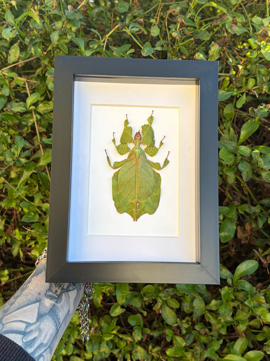 Leaf Insect (Phyllium Pulchrifoloum)