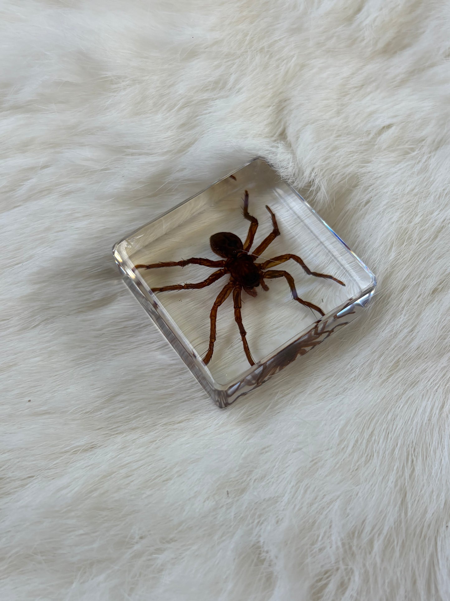 Resin Bugs