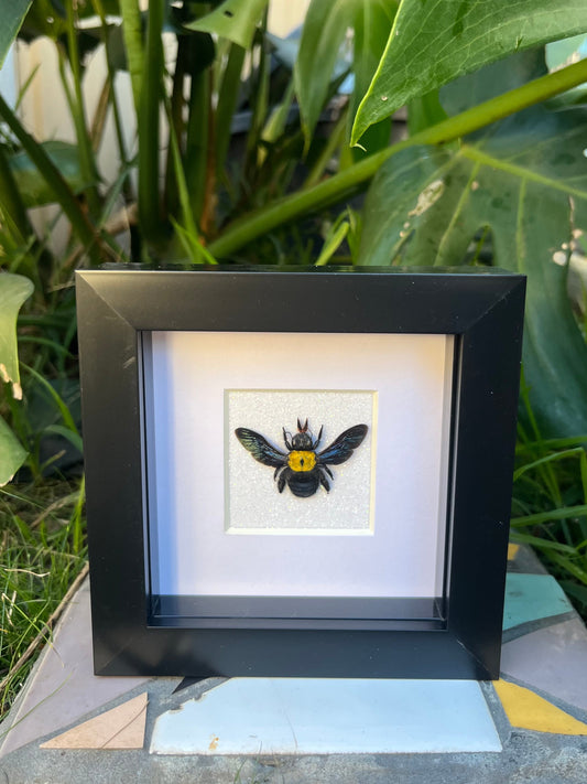 Yellow Carpenter Bee (Xylocopa Aestuans)