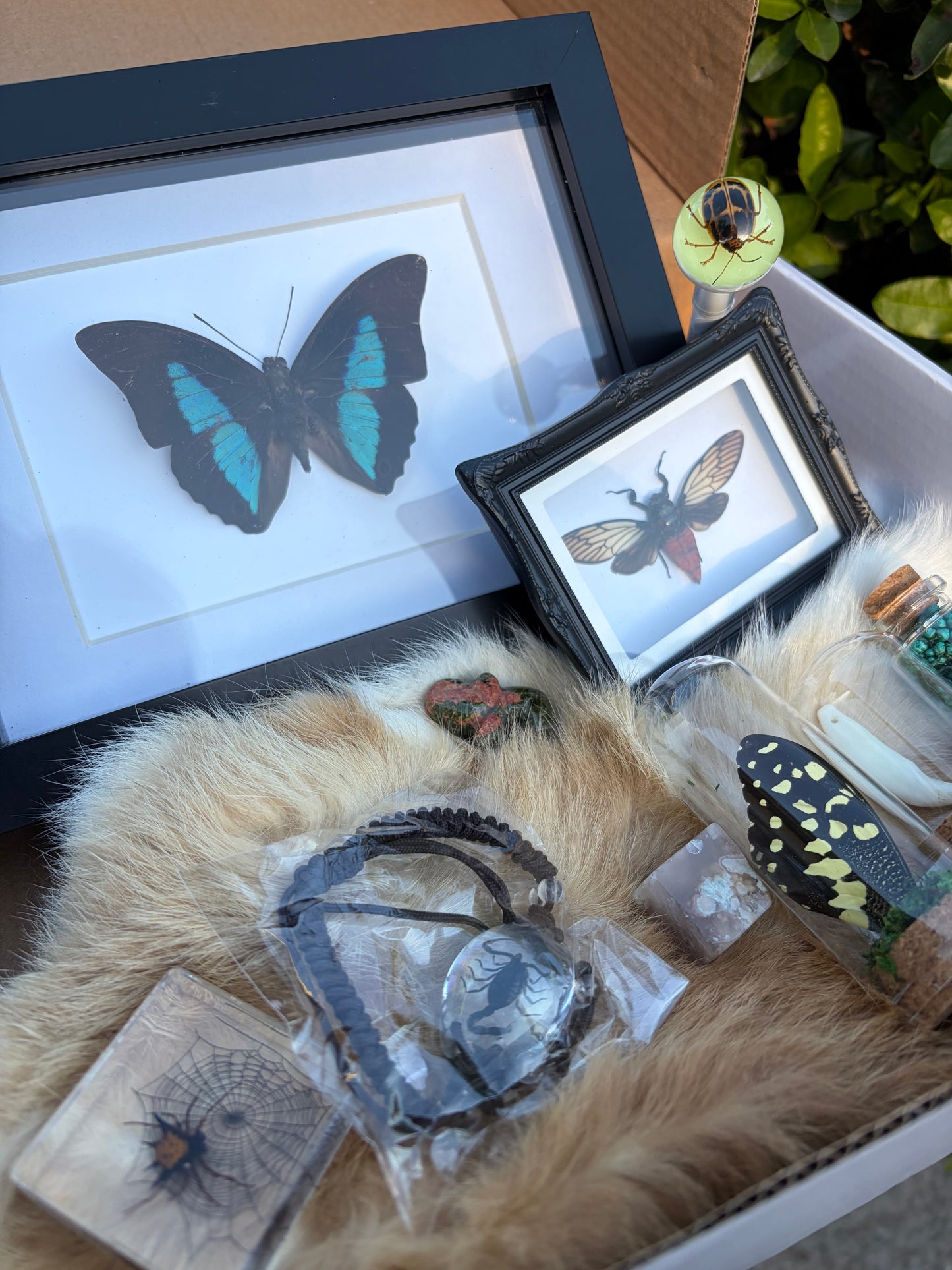 Mystery Oddities Box (Double value!)