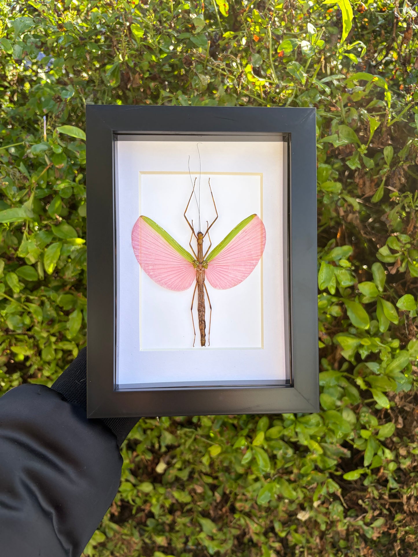 Marmessoidea Rosea