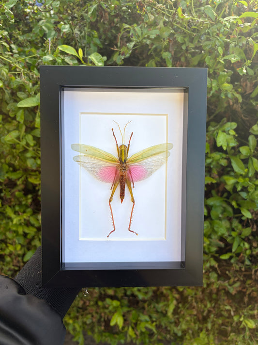 Condracris Rosea (Male)