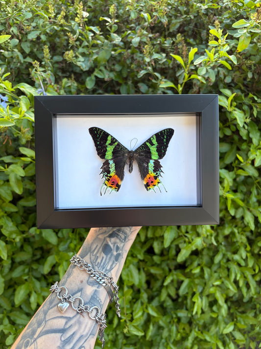 Madagascan Sunset Moth