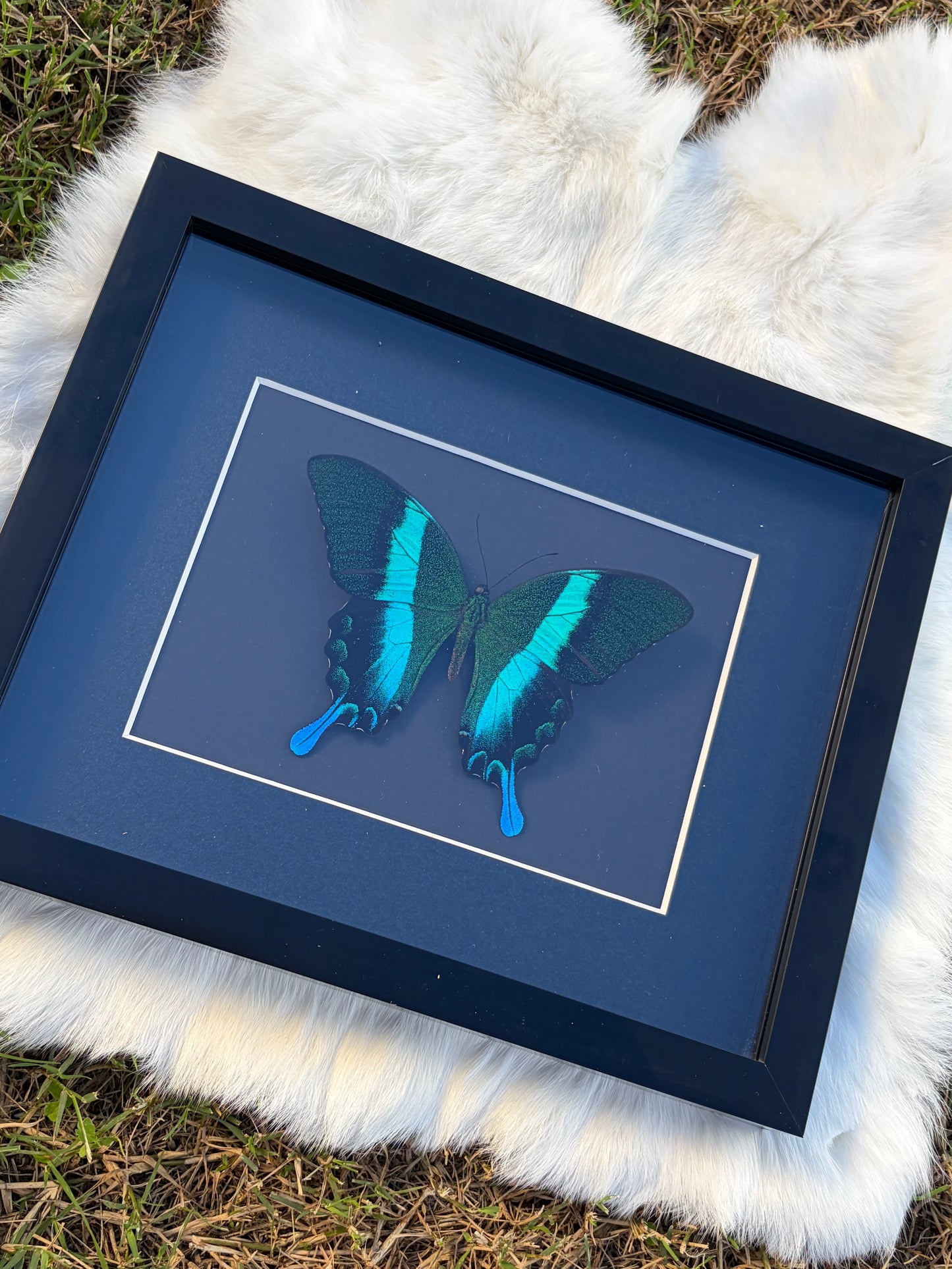 Papilio Blumei