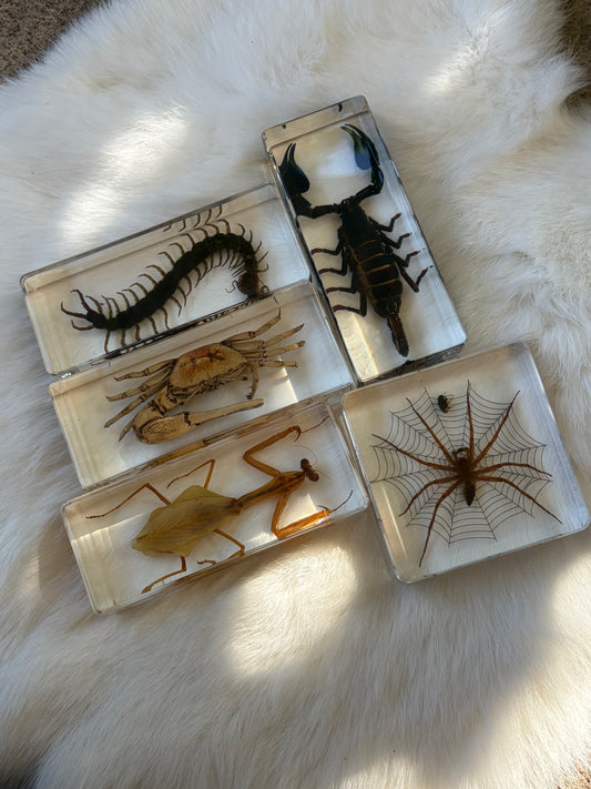 Resin Bugs