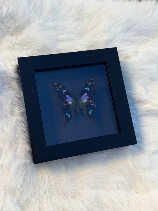 Purple Spotted Swallowtail (Graphium Weiskei)