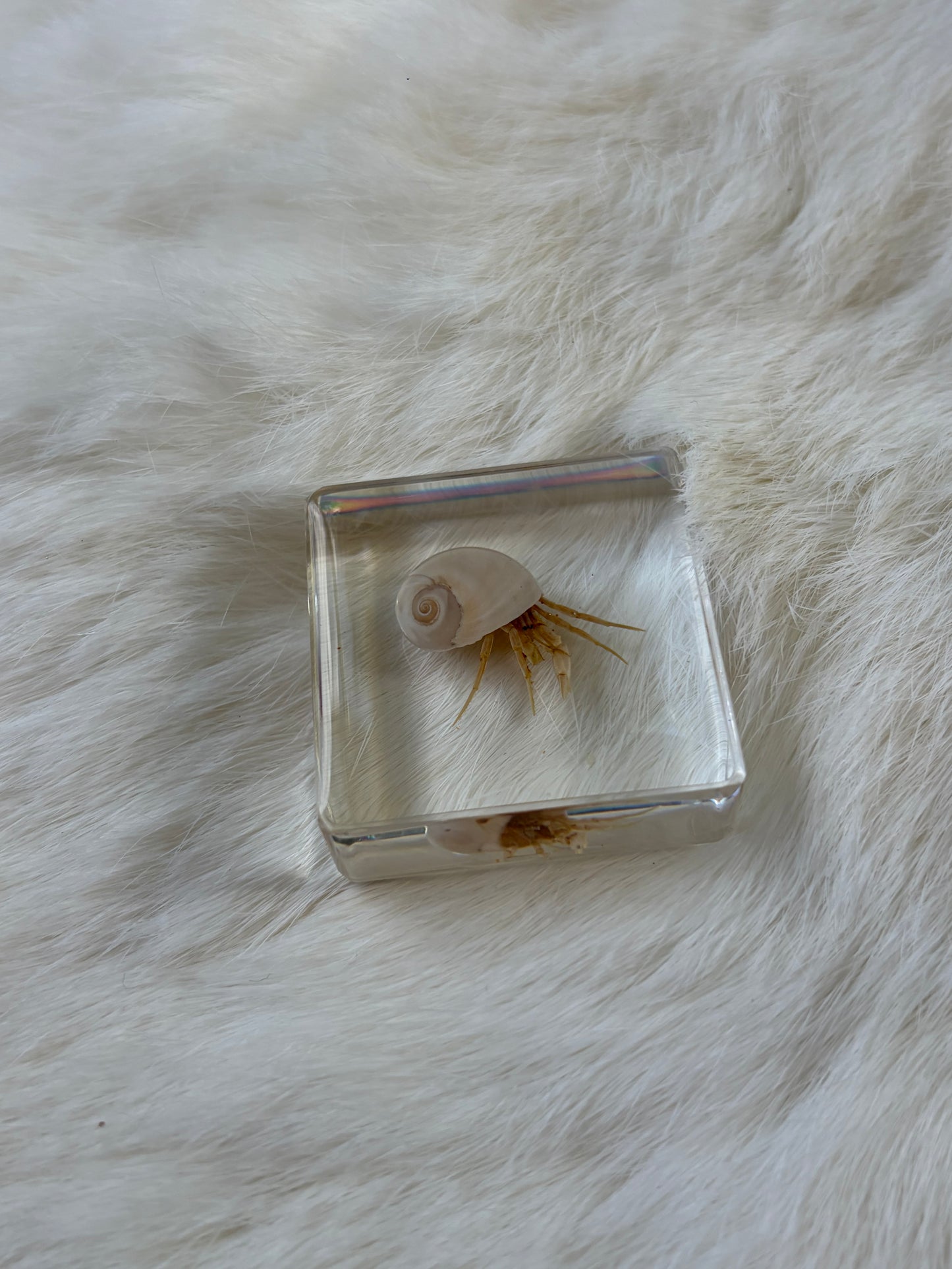 Resin Bugs