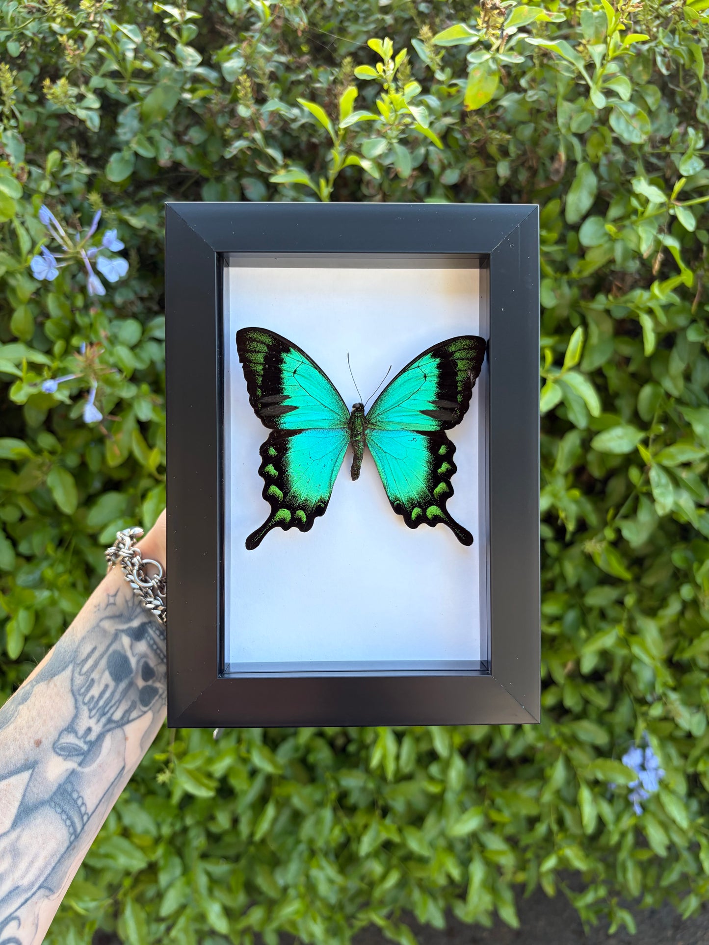 Papilio Lorquinianus Albertisi