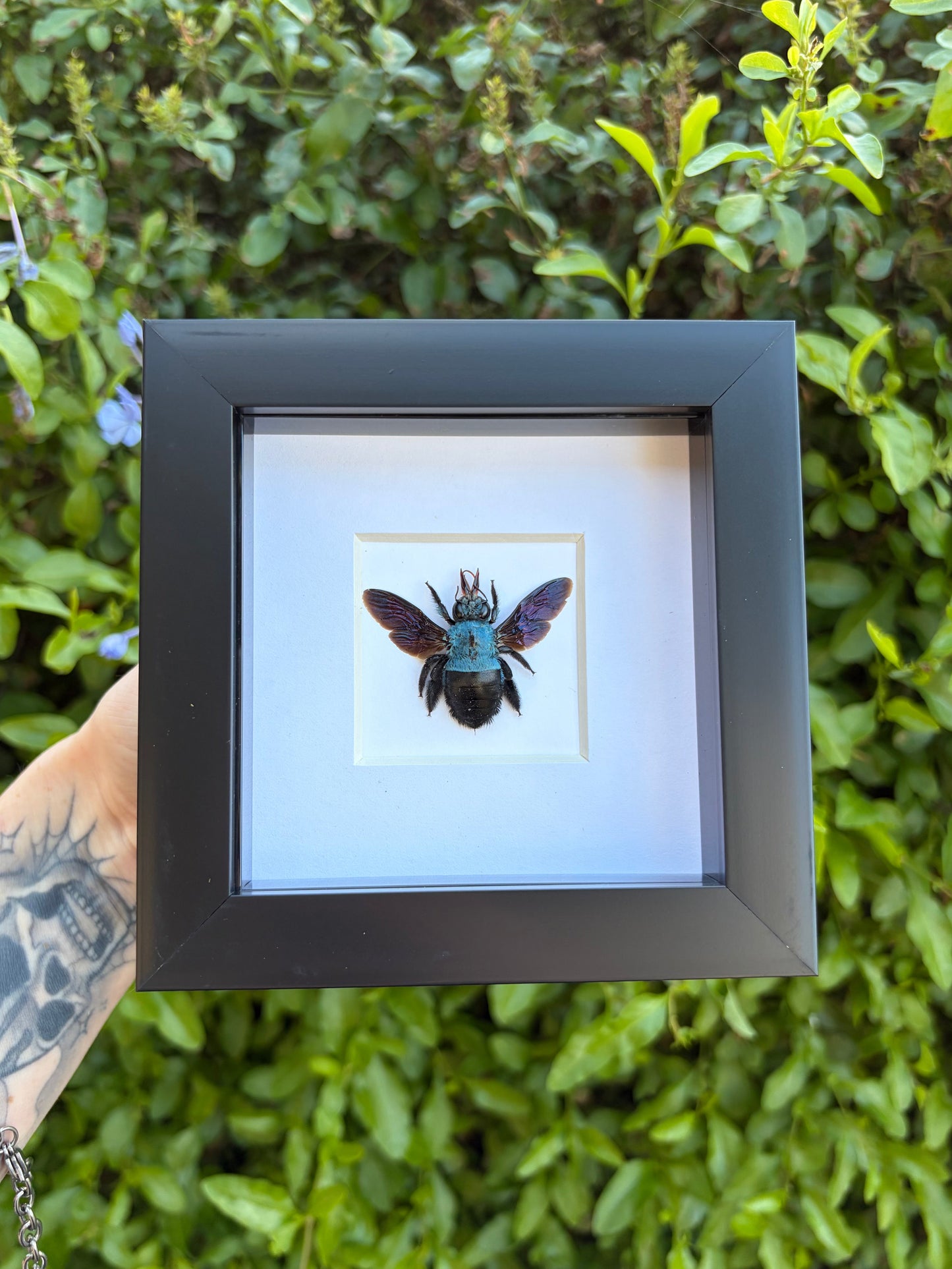 Blue Carpenter Bee (Xylocopa Caerulea)