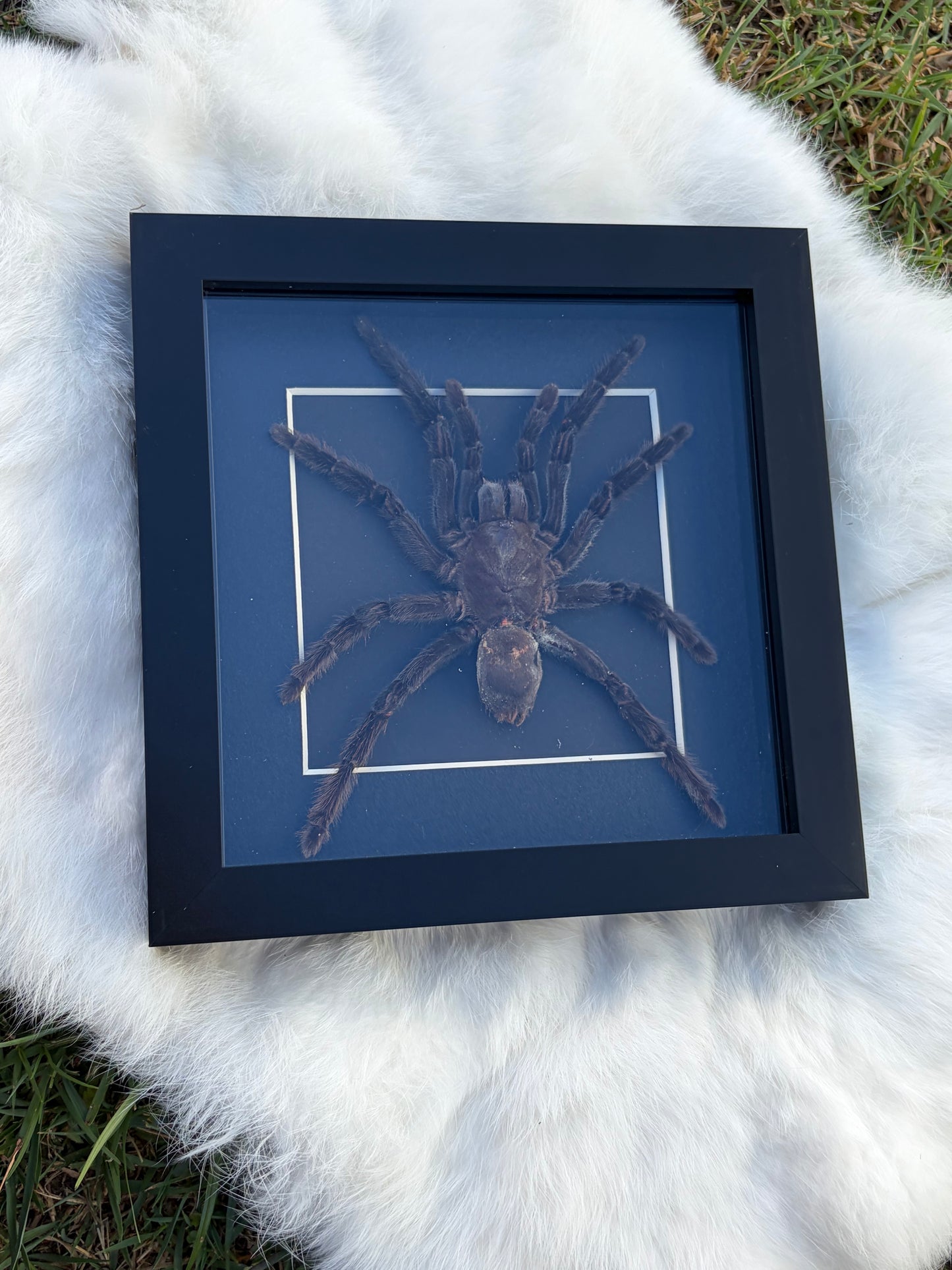 Eurypelma Spinicrus