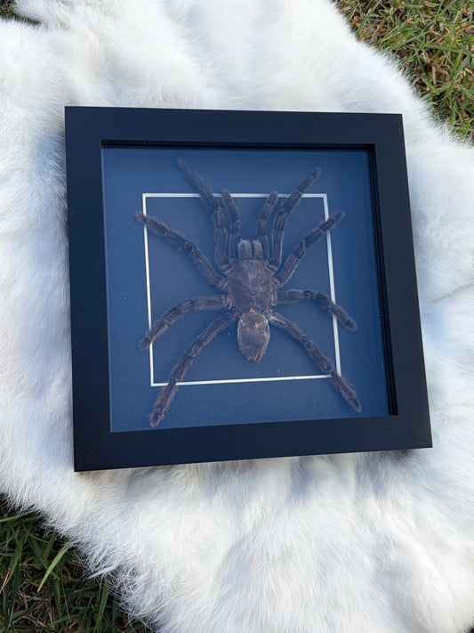 Eurypelma Spinicrus