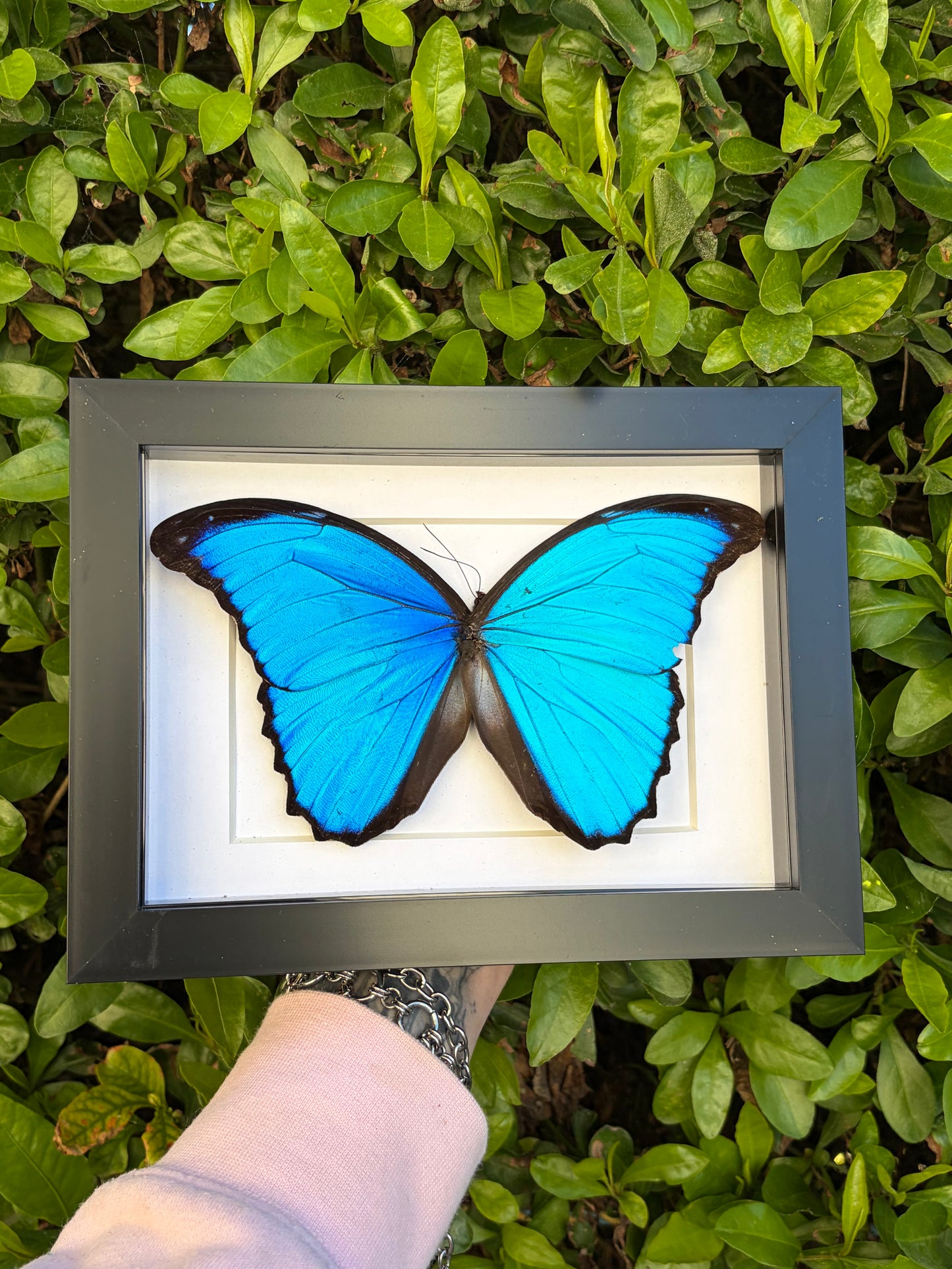 Morpho Menelaus
