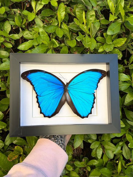 Morpho Menelaus