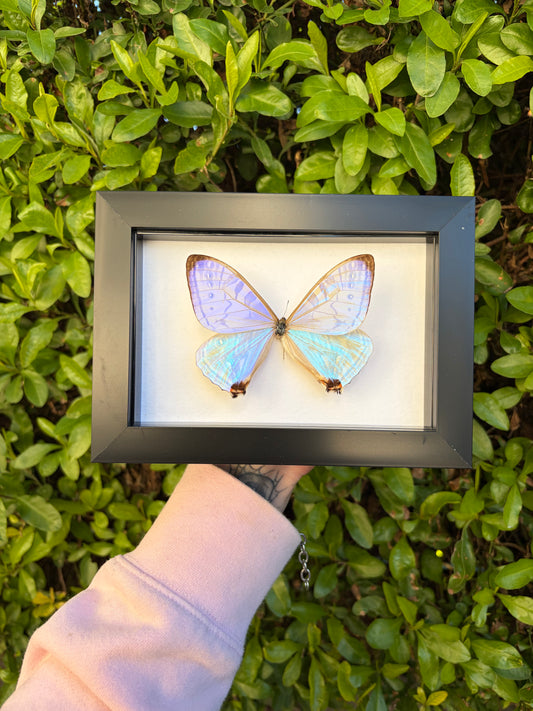 Morpho Sulkowskyi