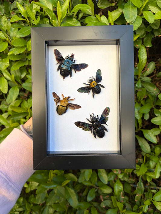 Xylocopa Sp