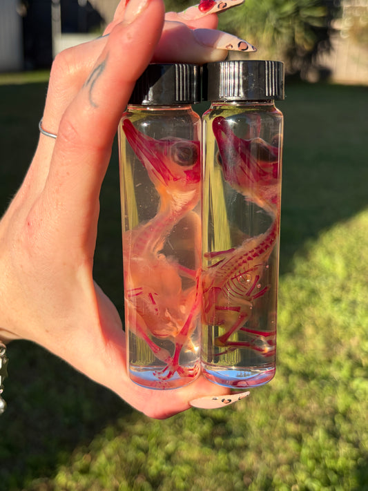 Diaphonised Duck Embryo
